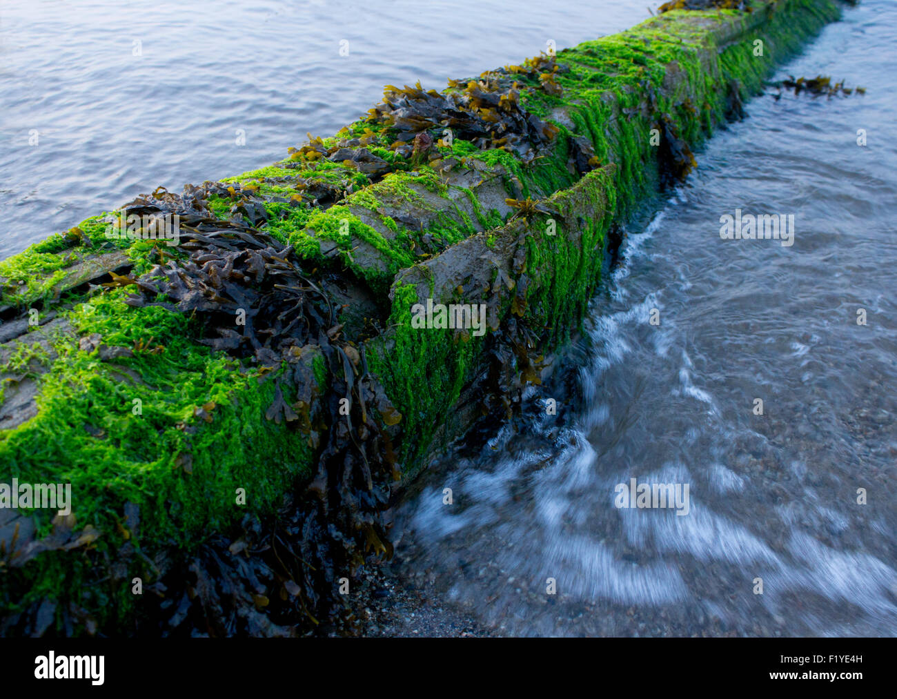 Registro di muschio con marea. Foto Stock