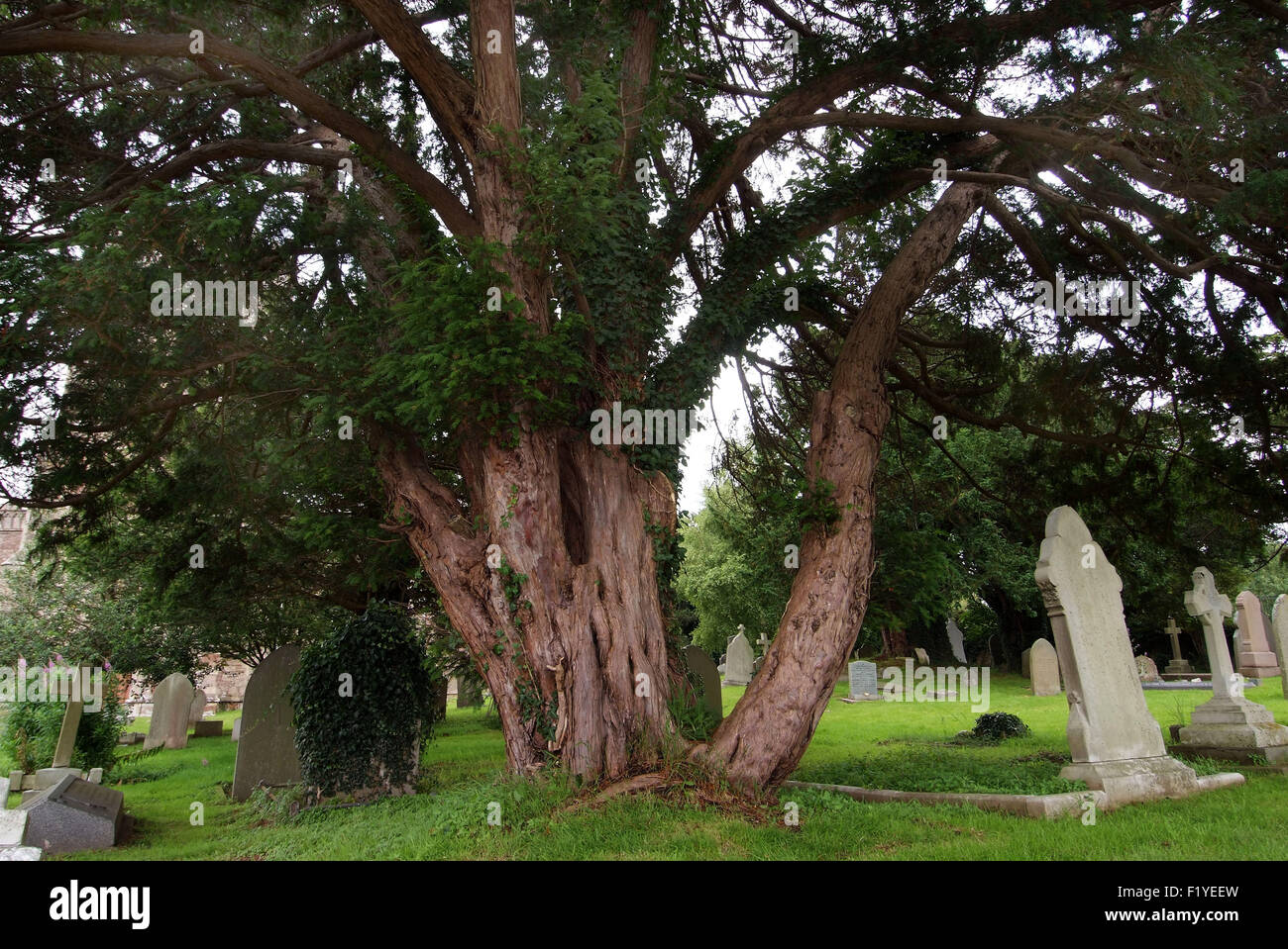 Inglese antico yew trees (Taxus baccata) cresce in un cimitero di Portbury, con yew expert Tim colline. Un REGNO UNITO Foto Stock