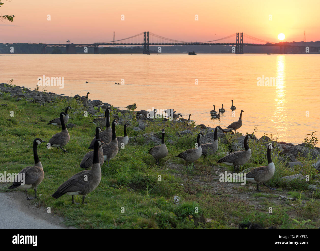 Un gruppo di oche raccogliere lungo il fiume Mississippi. Foto Stock