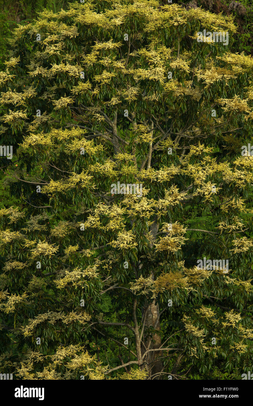 Albero di foresta con fiori di colore giallo Foto Stock