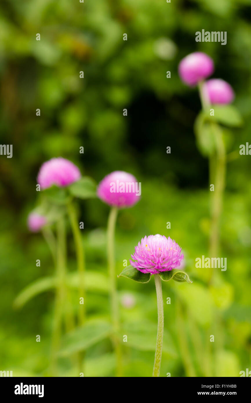 Il Viola Amaranto Globo fiore in giardino Foto Stock