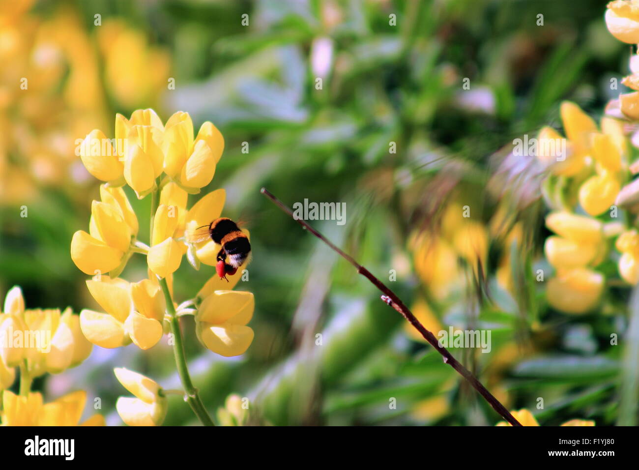 Bumble Bee la raccolta di lupino giallo fiori Foto Stock
