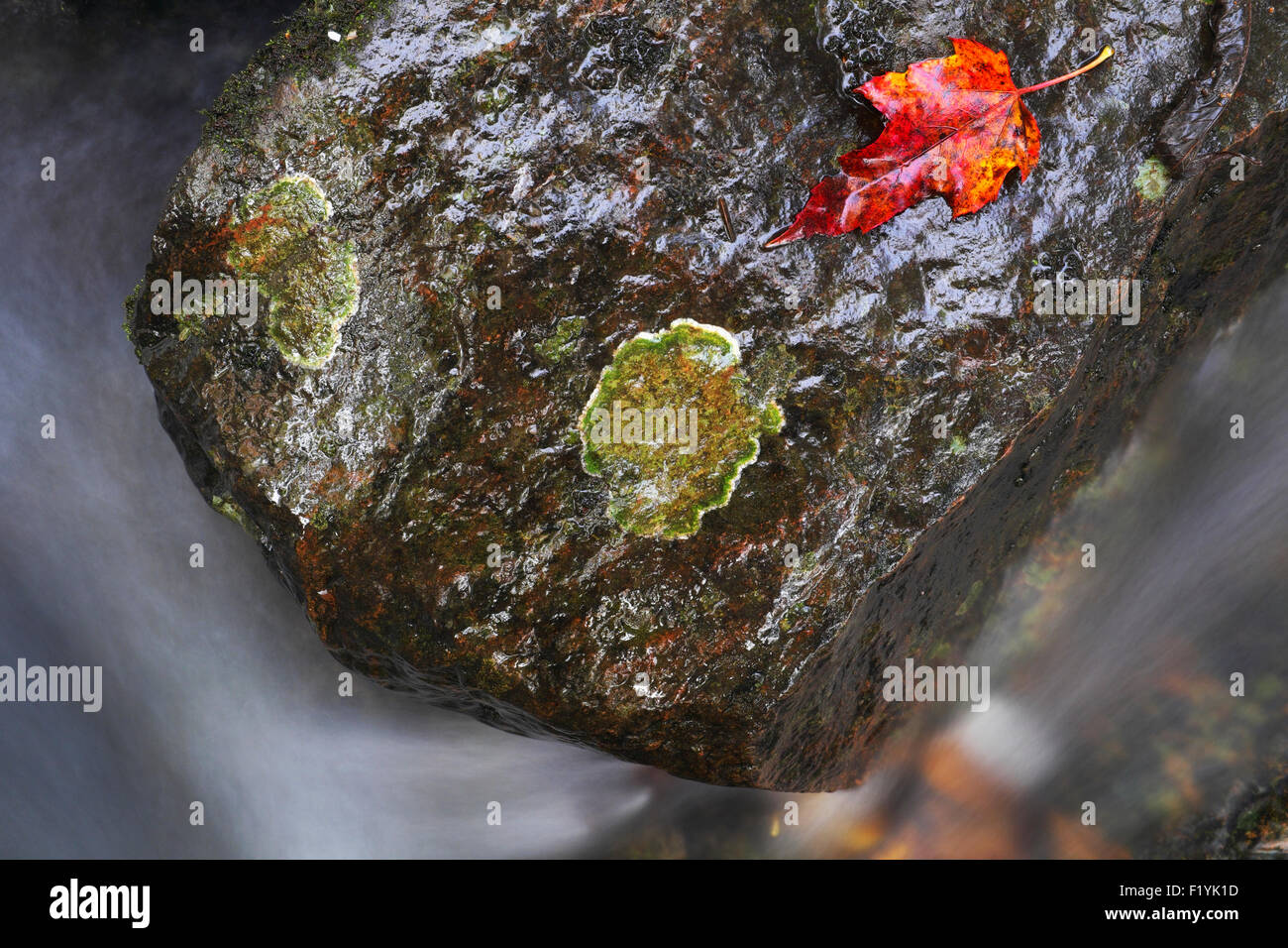 Close up,foglie,Quebec, Canada,Rock Foto Stock