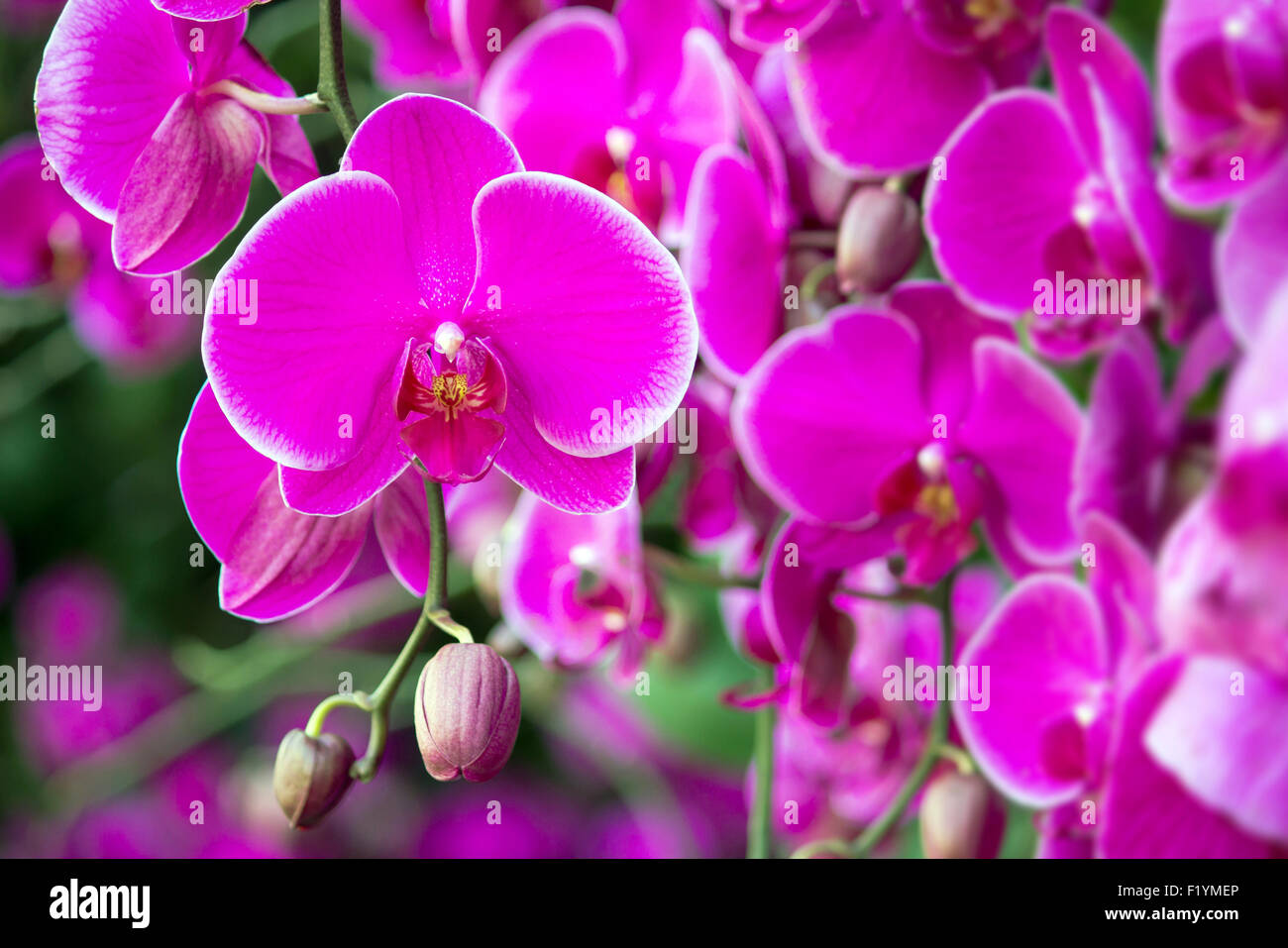 Phalaenopsis orchid flower Foto Stock