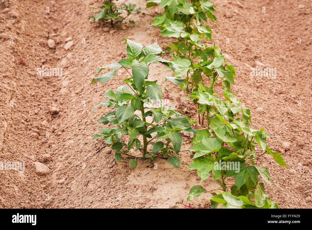 La crescita,terreno,Weed,il cotone,Palmer Pigweed Foto Stock