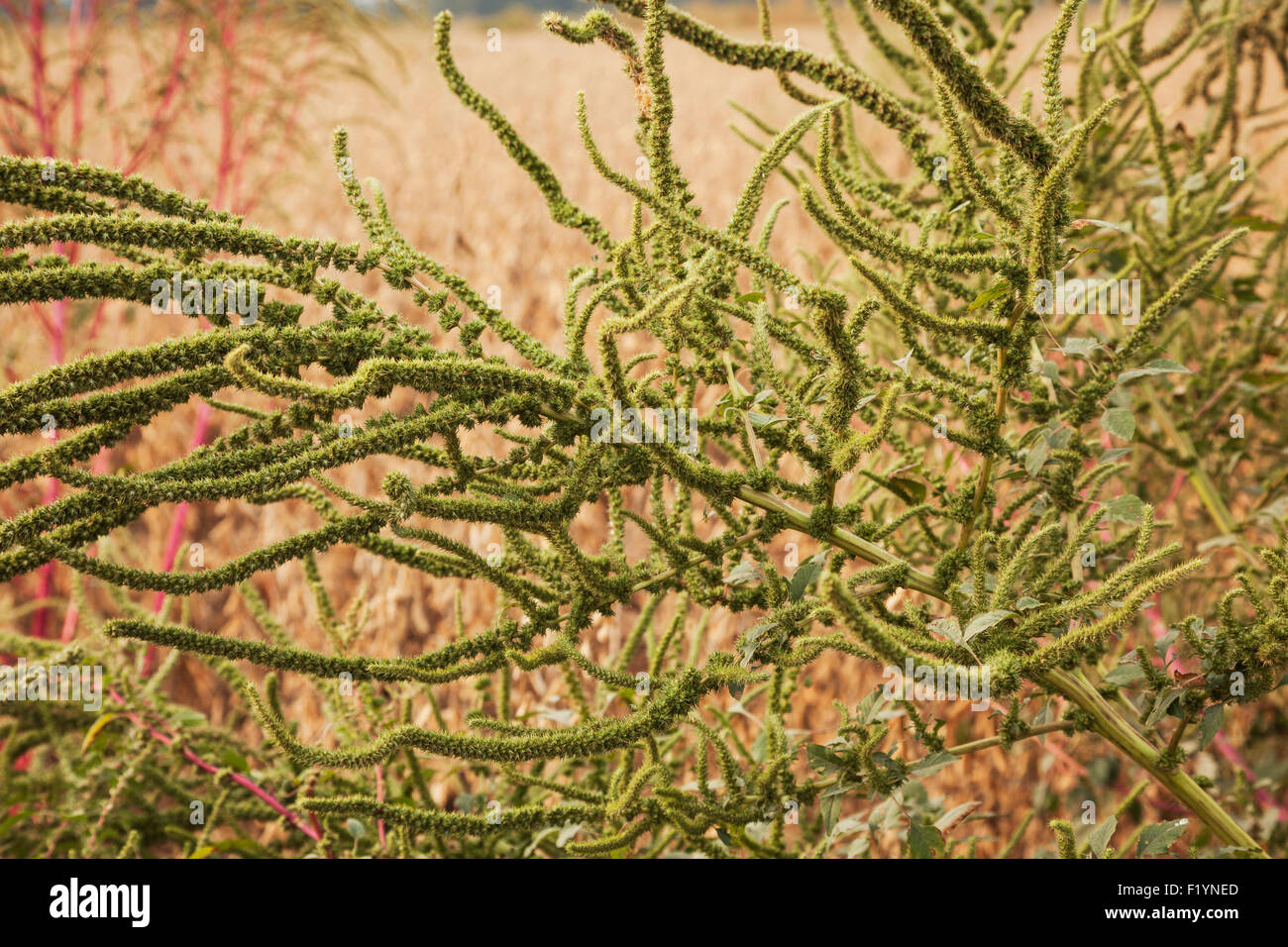 Crop,crescita,Arizona,l'agricoltura,il cotone Foto Stock