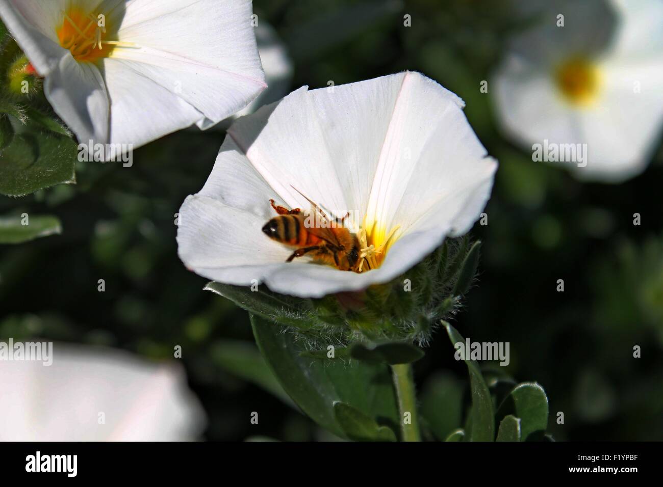 Fiore bianco con bee Foto Stock