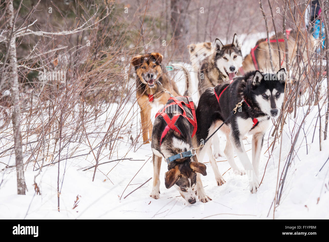 Team di cani husky proveniente attraverso i rami in un deserto nevoso, Ely, Minnesota, Stati Uniti d'America Foto Stock