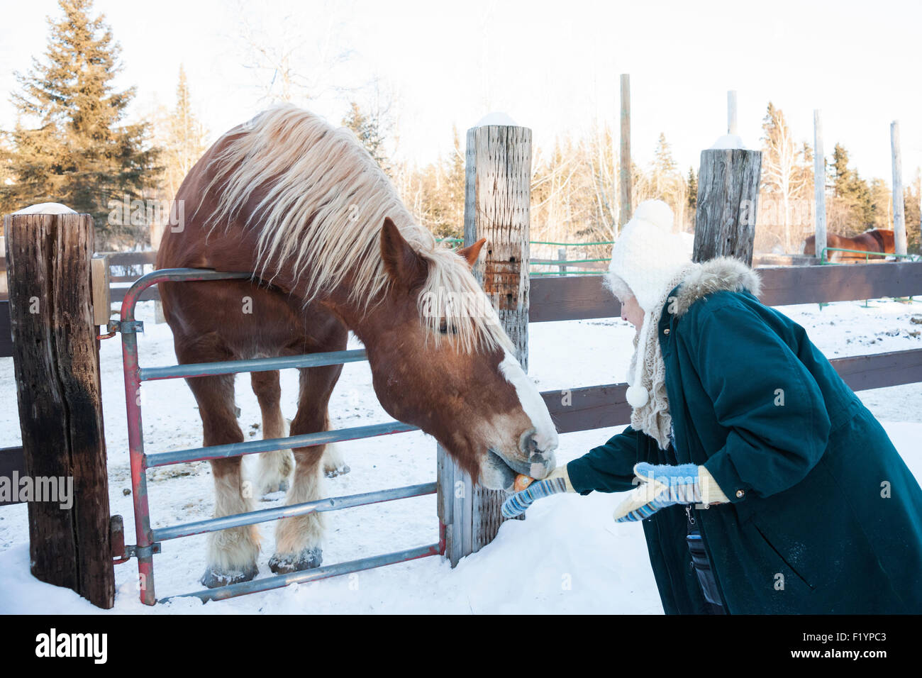 Senior donna caucasica interagisce con un Belgio progetto cavallo dietro un recinto in una fattoria durante l'inverno, MN, Stati Uniti d'America Foto Stock