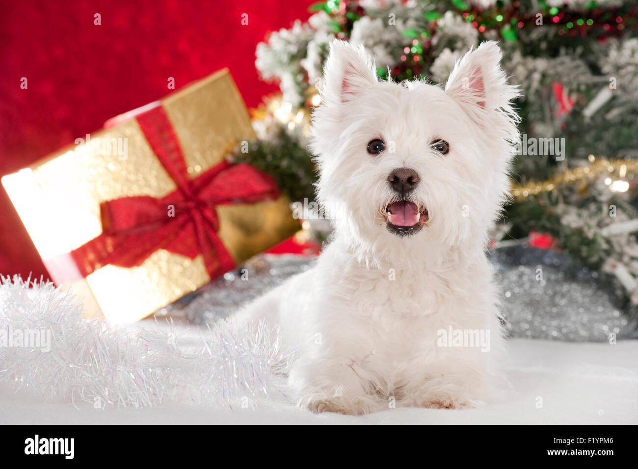 West Highland, White Terrier, Westie. Cane adulto seduto nel decoro natalizio Foto Stock