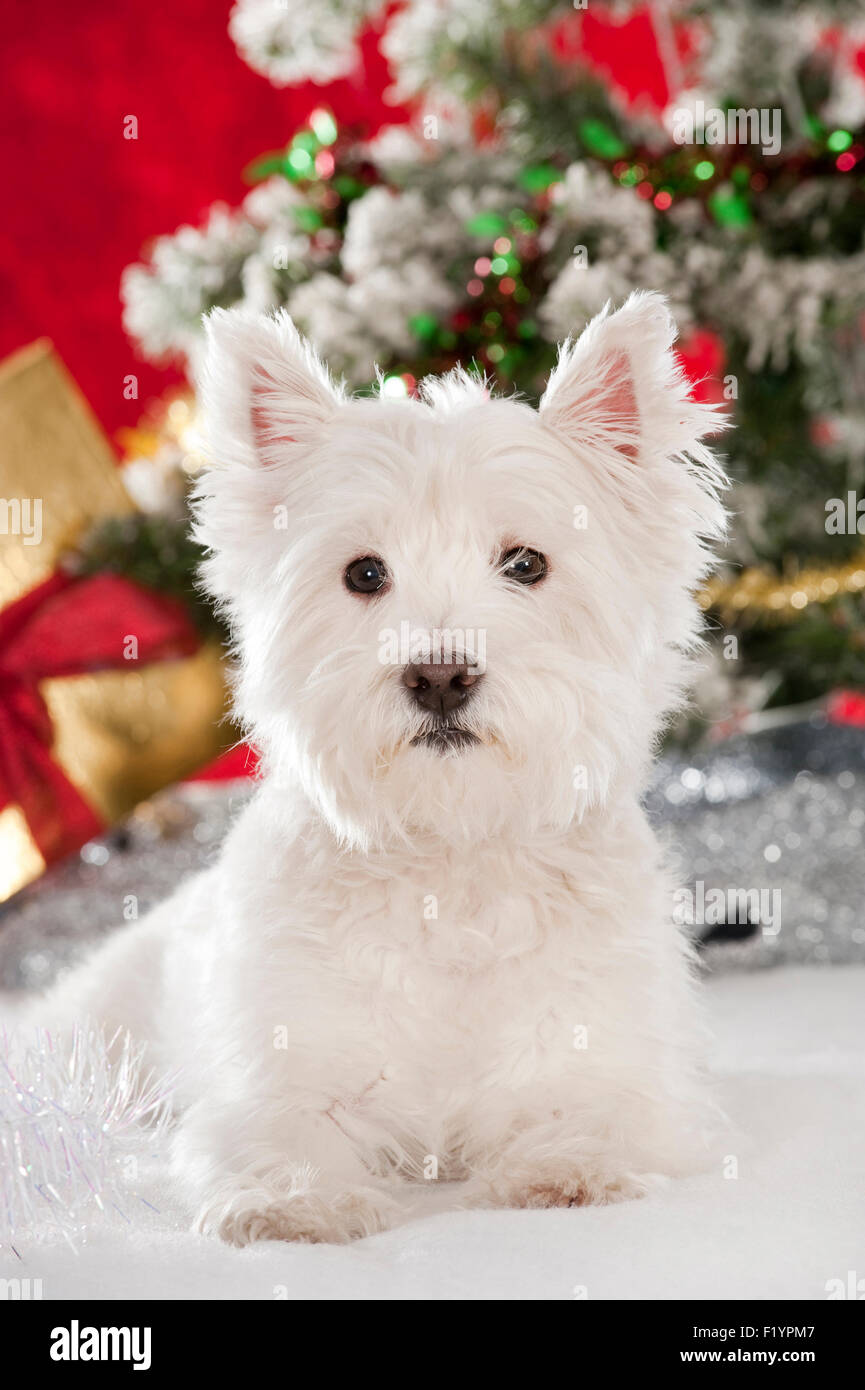 West Highland White Terrier Westie - Adulti seduto nella decorazione di Natale Germania Foto Stock