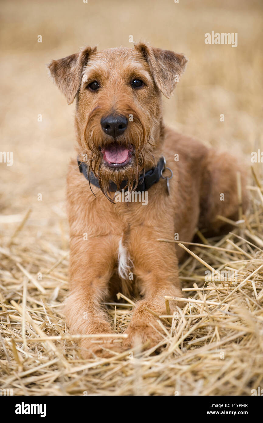 Irish Terrier cane adulto giacente campo di stoppie Germania Foto Stock