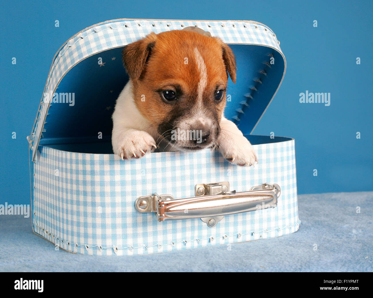 Jack Russell Terrier cucciolo giocattolo valigia Studio immagine contro sfondo blu Germania Foto Stock
