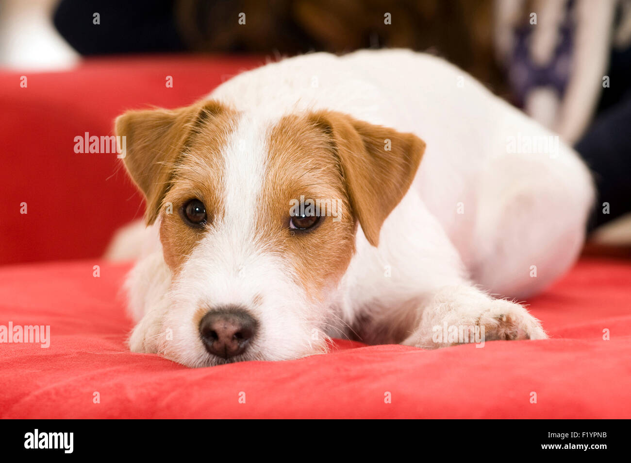 Parson Russell Terrier cane adulto giacente divano rosso Germania Foto Stock