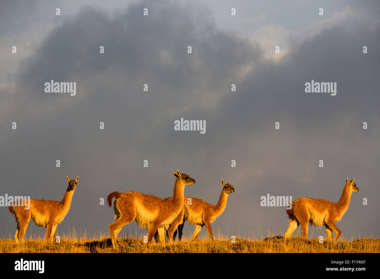 Guanaco (Lama guanicoe) Gruppo passeggiate al Parco Nazionale di Torres del Paine Cile Foto Stock