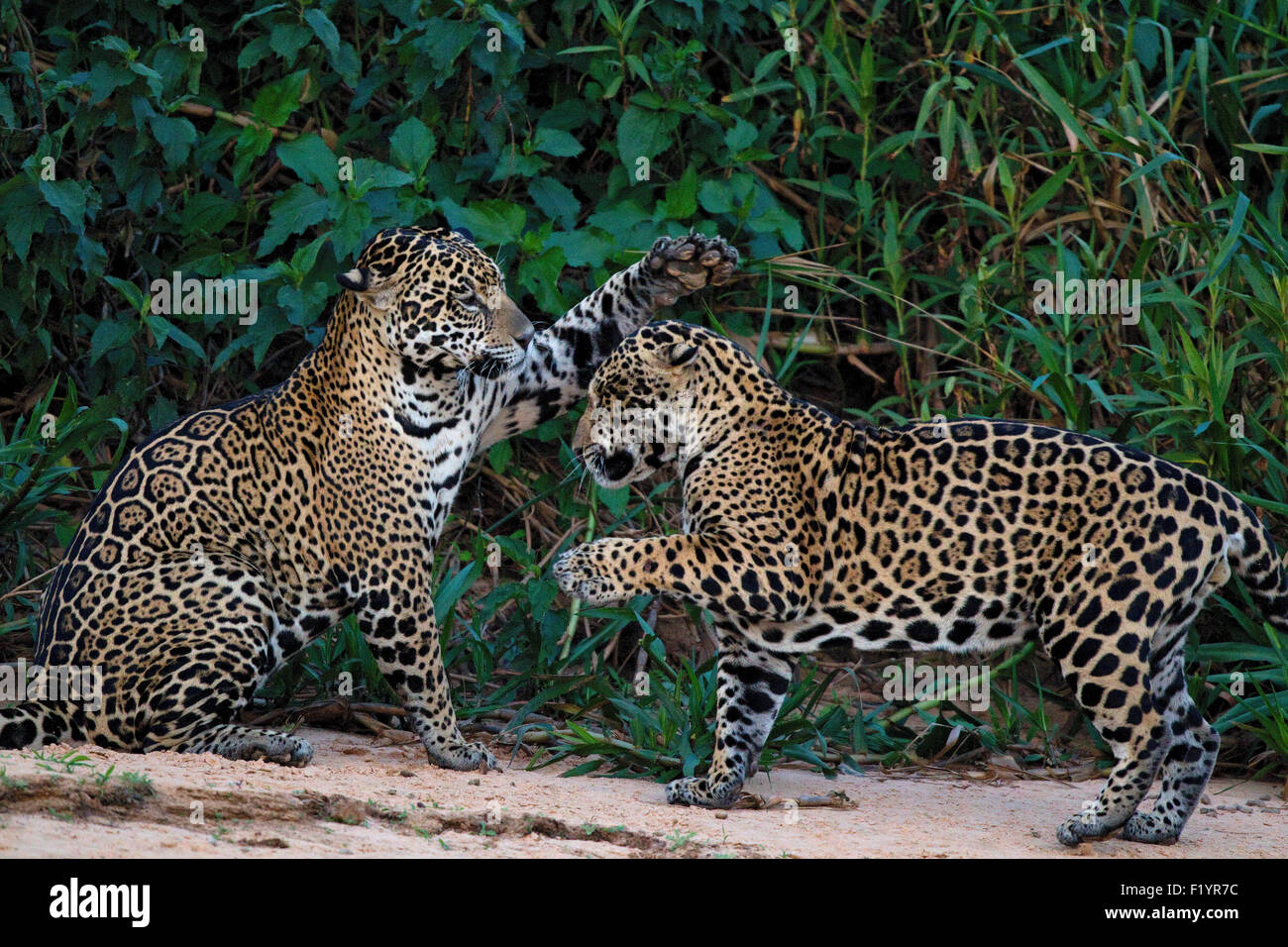 Jaguar (Panthera onca) matura il corteggiamento su un argine Pantanal Brasile Foto Stock