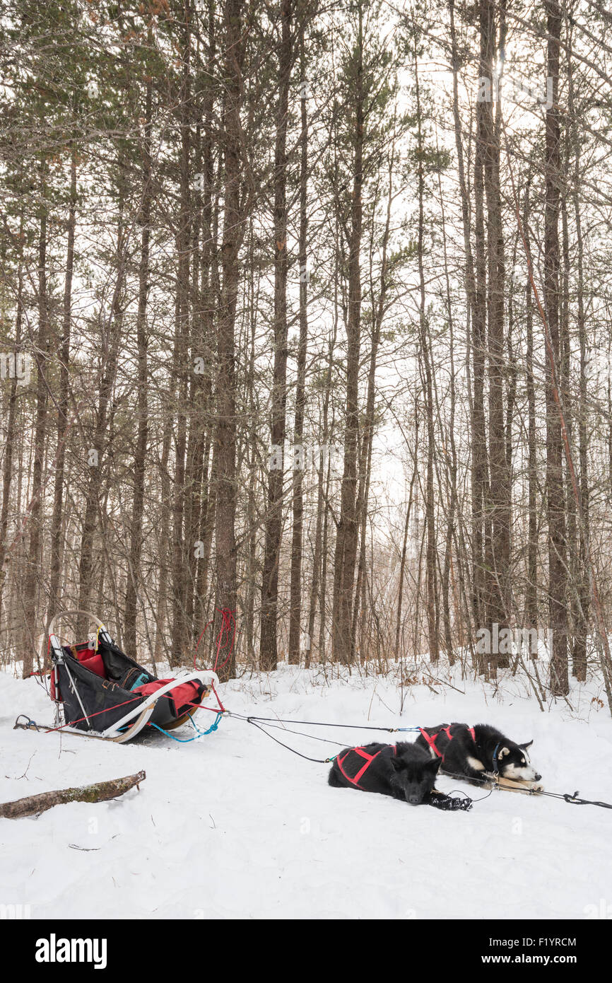Due huskies sdraiato nella neve di riposo durante le corse su slitte trainate da cani attraverso il deserto nevoso, Ely, Minnesota, Stati Uniti d'America Foto Stock