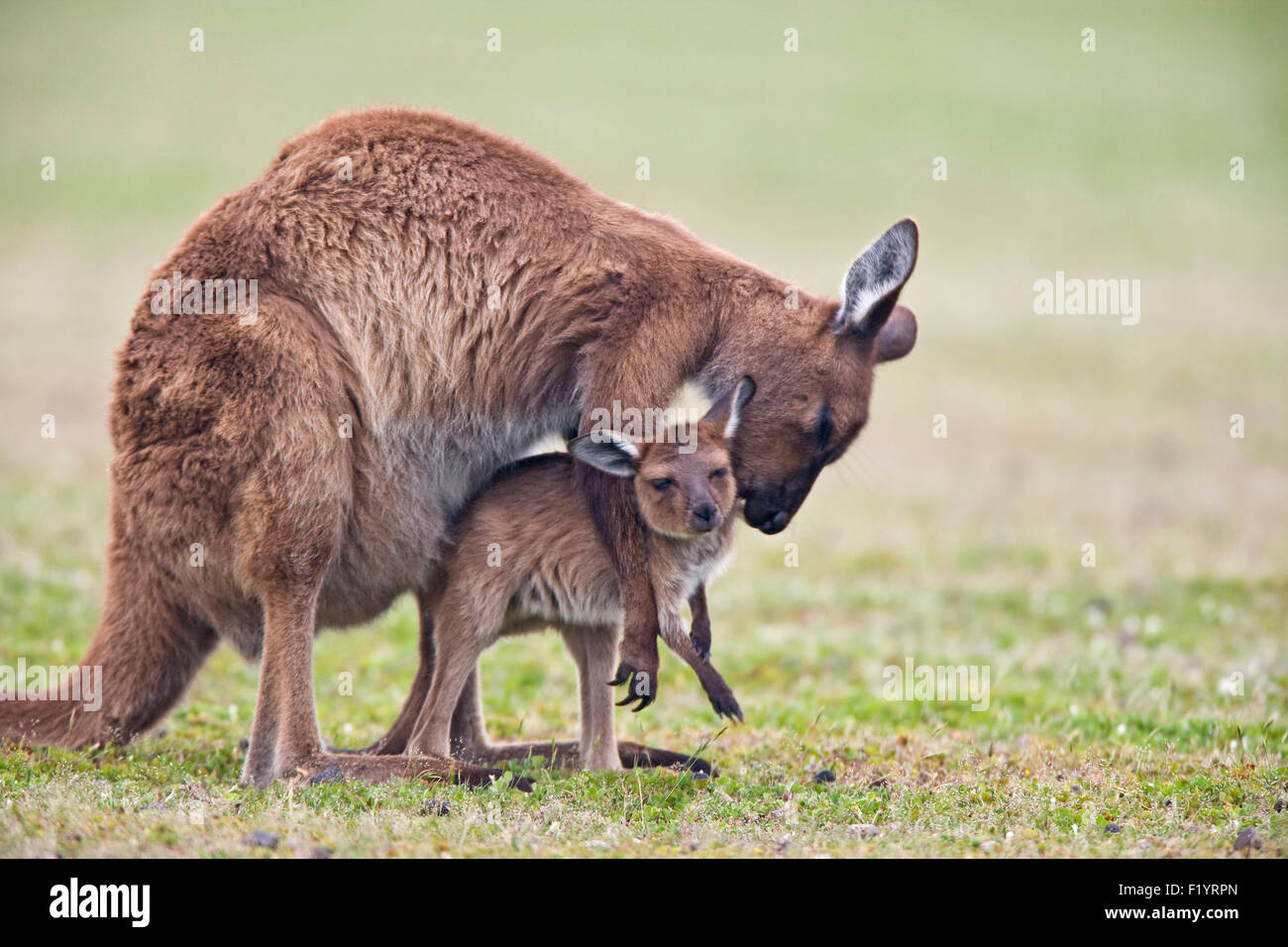 Grigio occidentale Canguro (Macropus fuliginosus) femmina toelettatura joey Kangaroo Island Flinders Chase National Park in Australia Foto Stock