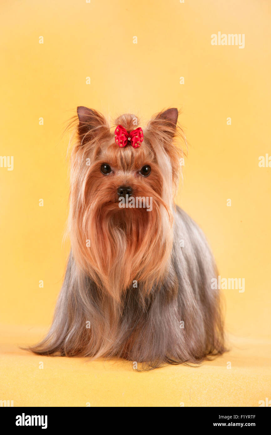 Yorkshire Terrier Studio permanente contro immagine sfondo giallo Germania Foto Stock