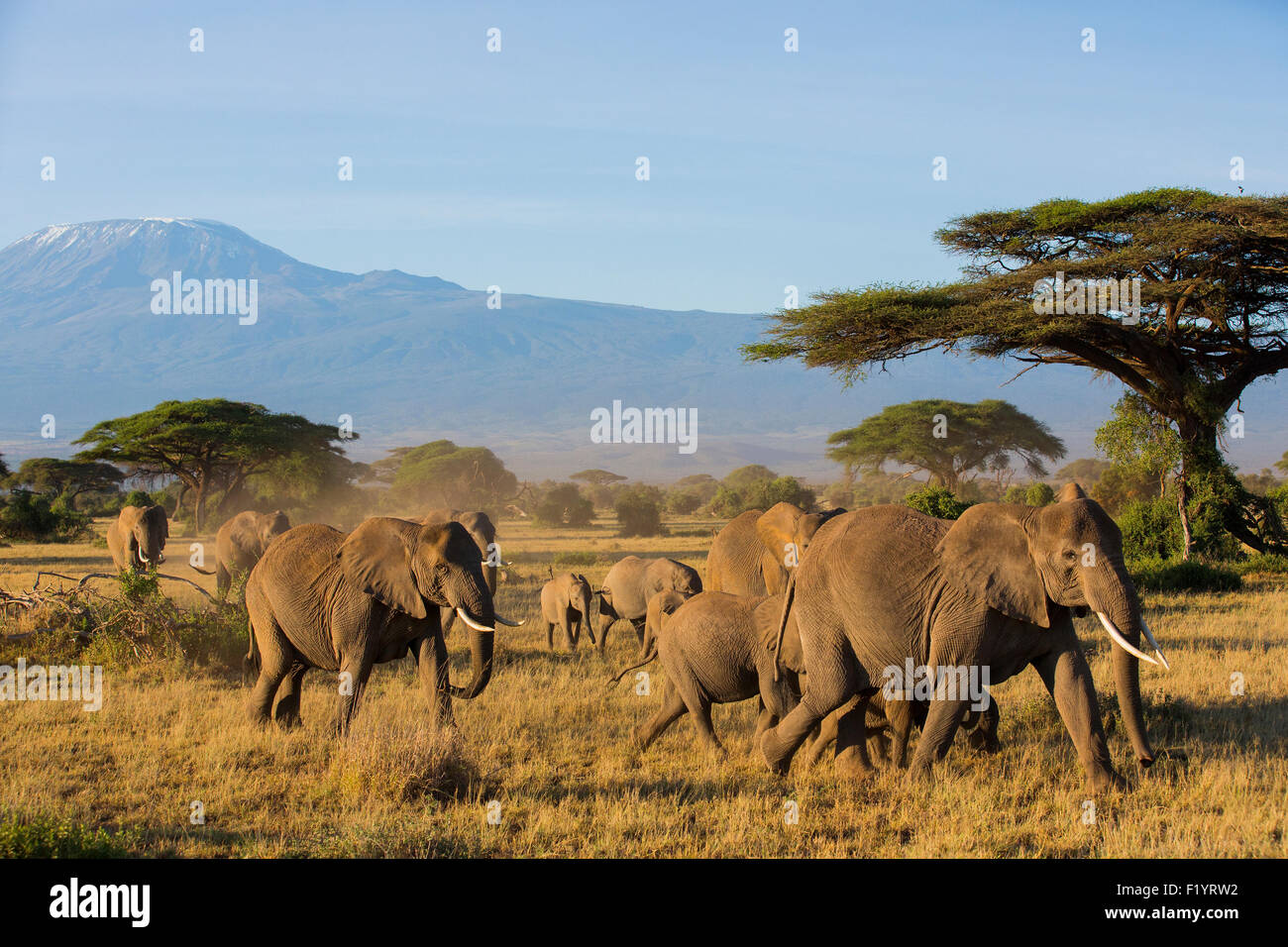 Elefante africano (Loxodonta africana) allevamento erranti a Amboseli National Park in Kenya contro Kilimandjaro Foto Stock