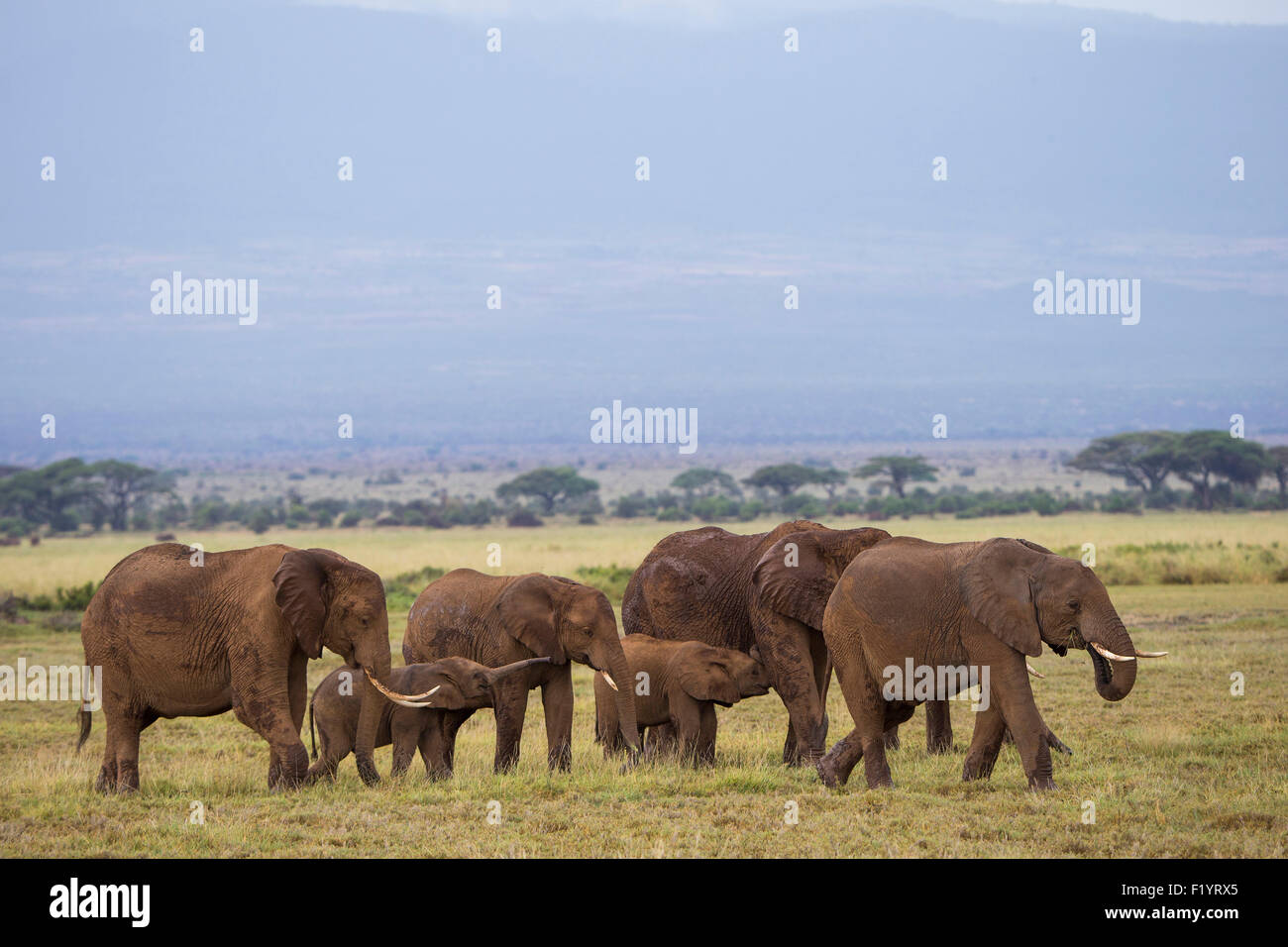 Elefante africano (Loxodonta africana) Famiglia rovistando in corrispondenza del Parco Nazionale Amboseli Kenya Foto Stock