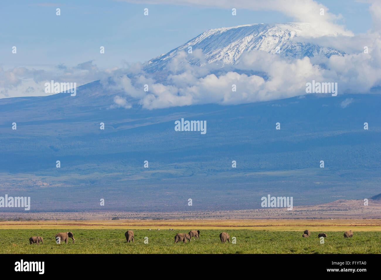 Elefante africano (Loxodonta africana) allevamento erranti a Amboseli National Park in Kenya contro Kilimandjaro Foto Stock