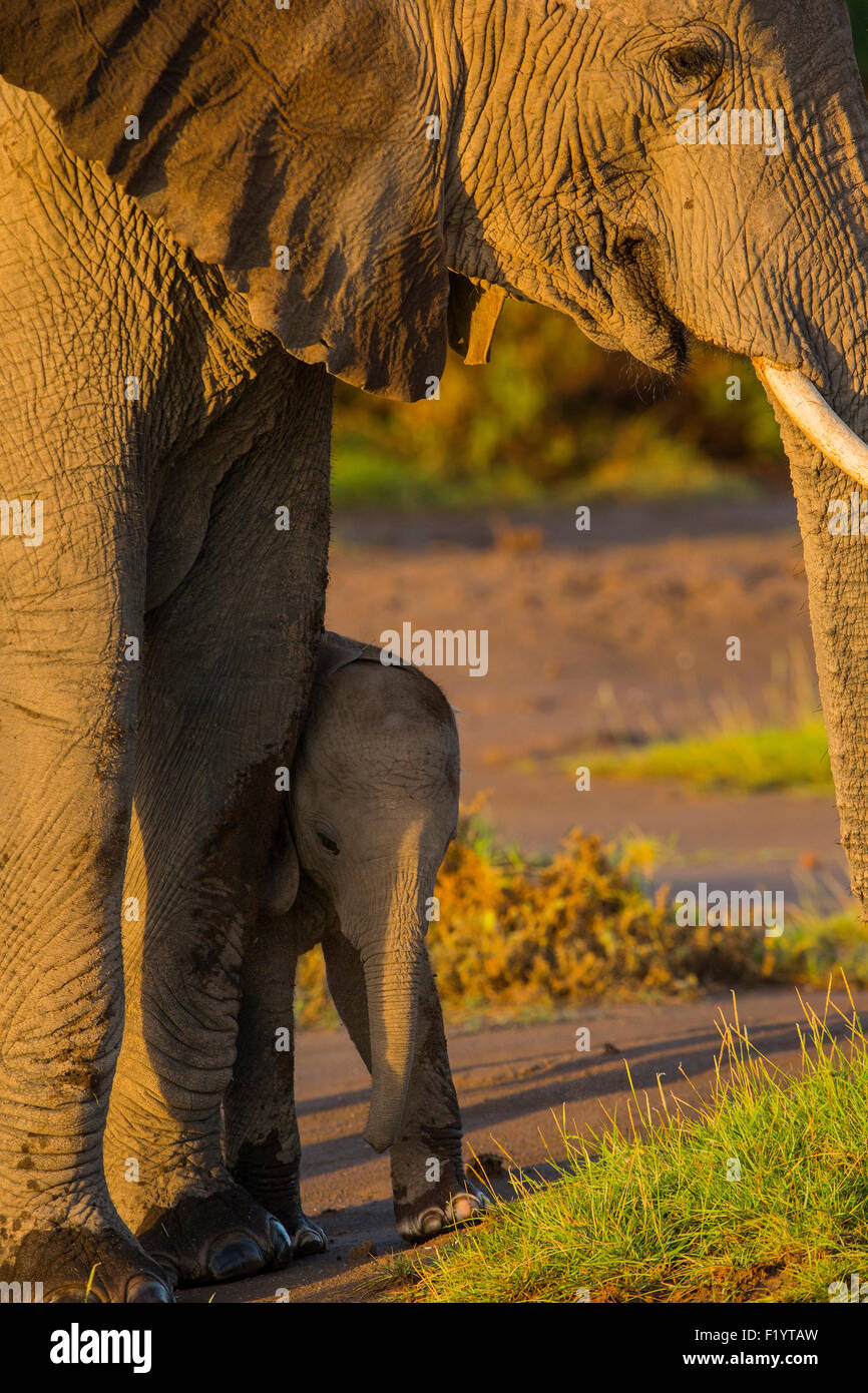 Elefante africano (Loxodonta africana) Calf nascondersi dietro le madri gambe Amboseli National Park in Kenya Foto Stock