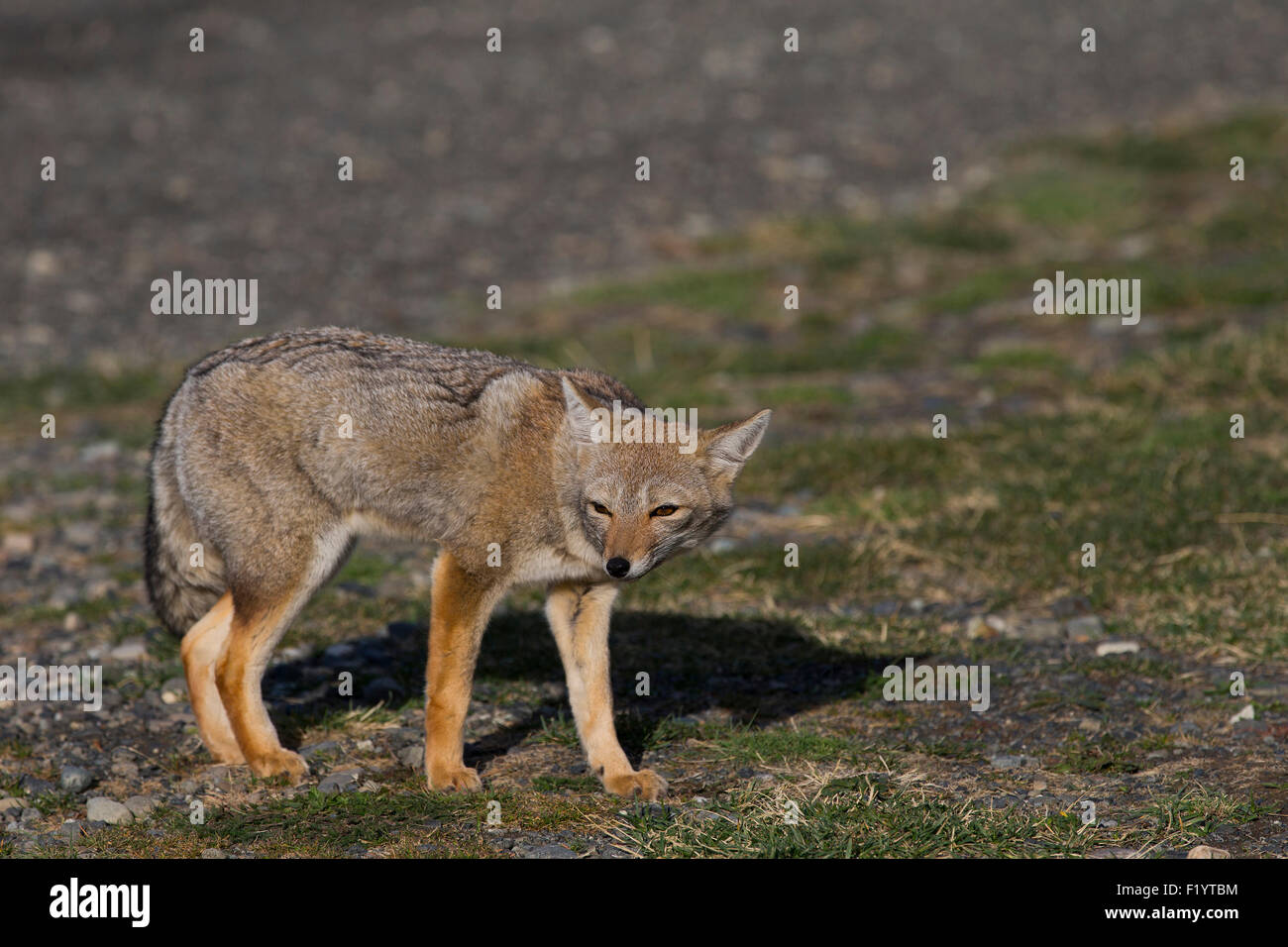 Culpeo (Lycalopex culpaeus) permanente degli adulti parco nazionale Torres del Paine Cile Foto Stock