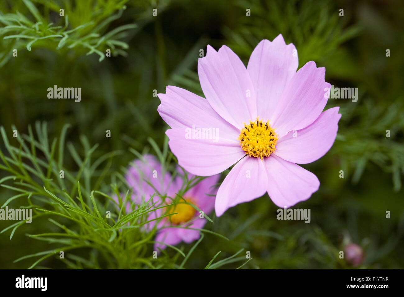 Cosmos bipinnatus fiore. Foto Stock