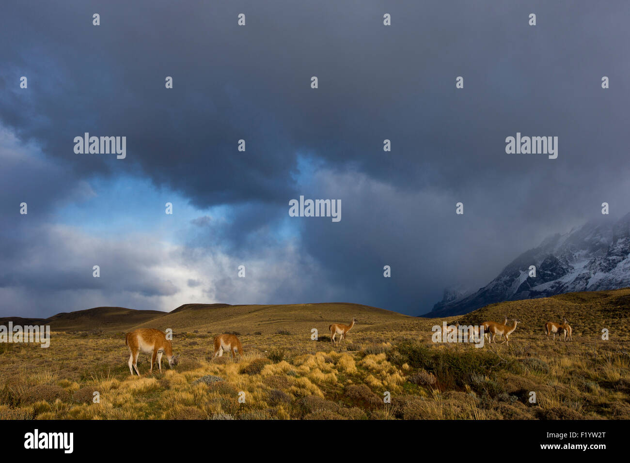 Guanaco (Lama guanicoe) Gruppo visto contro il cielo tempestoso Parco Nazionale Torres del Paine Cile Foto Stock