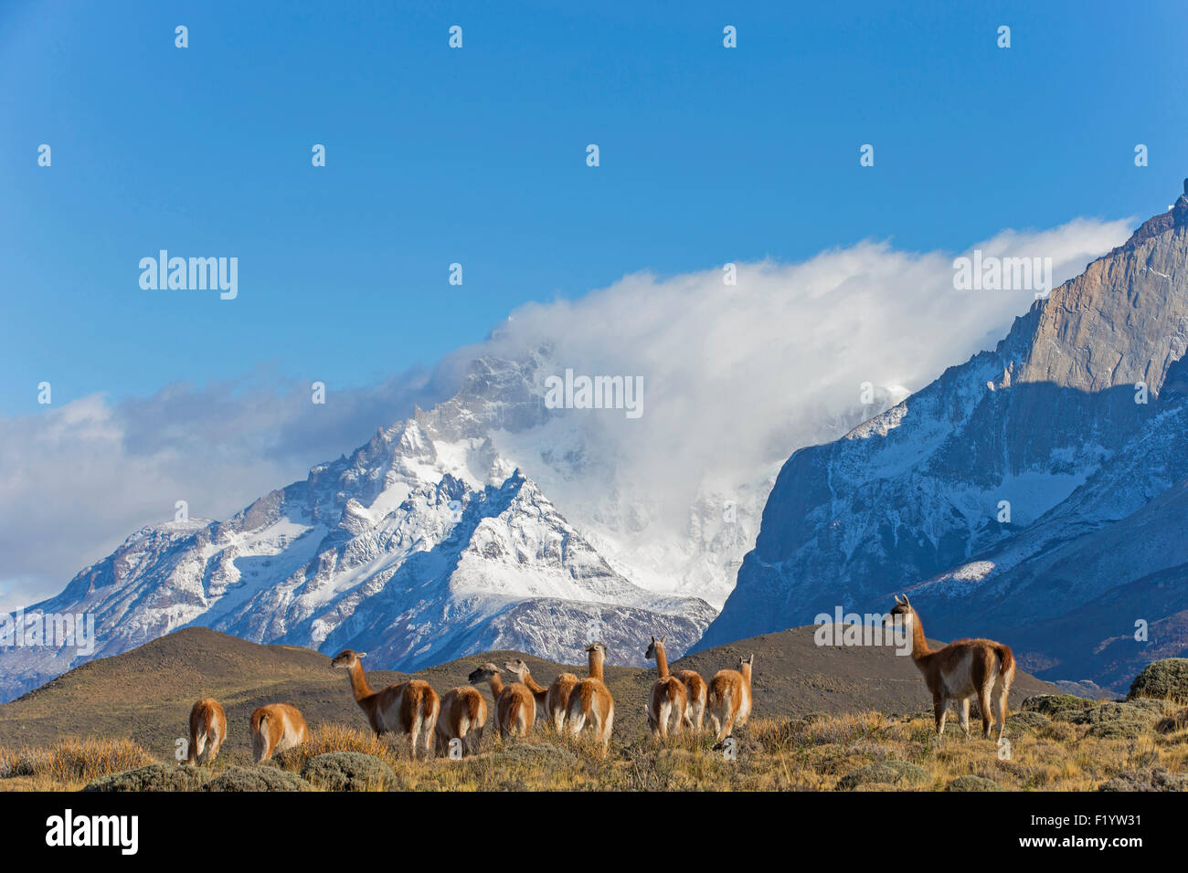Guanaco (Lama guanicoe) Allevamento paesaggio montuoso del Parco Nazionale Torres del Paine Cile Foto Stock