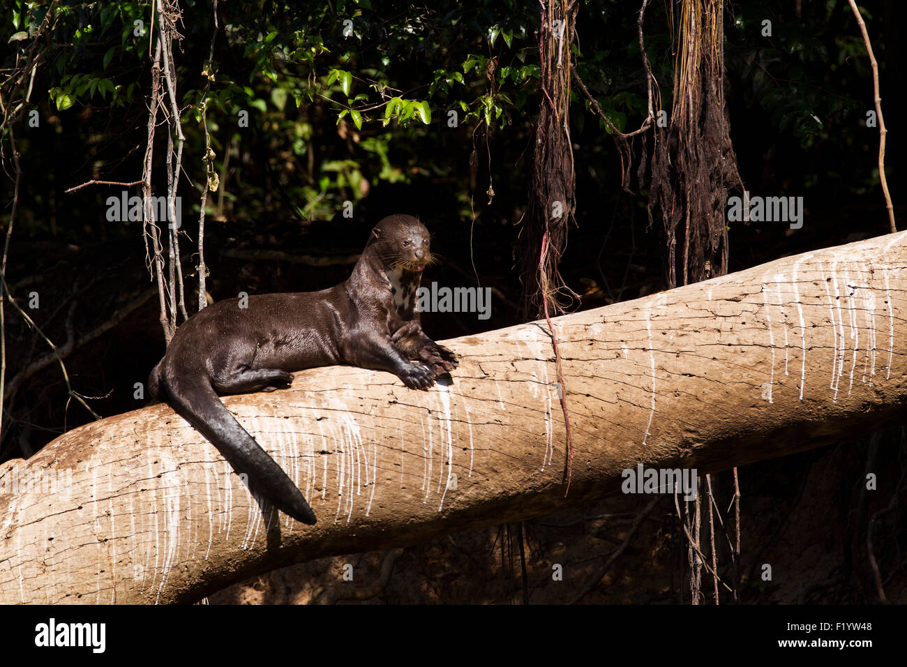 Lontra gigante (Pteronura brasiliensis) appoggiato albero caduto Pantanal Brasile Foto Stock