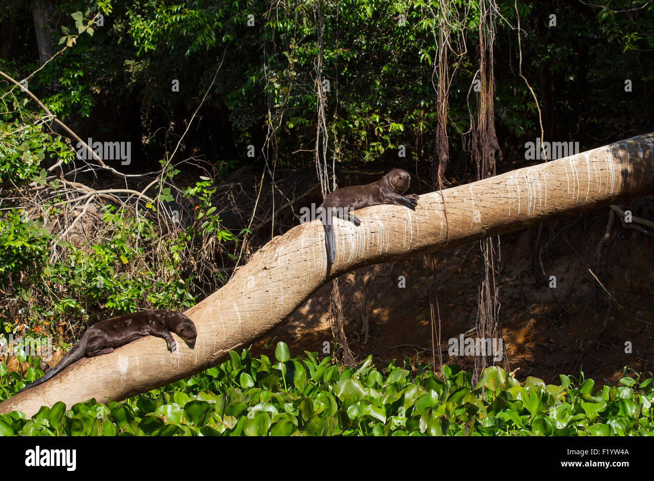 Lontra gigante (Pteronura brasiliensis) due individui in appoggio albero caduto Pantanal Brasile Foto Stock