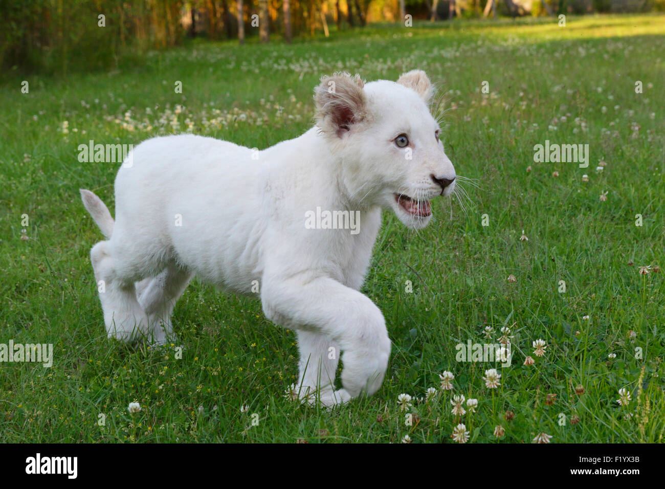 White Lion (Panthera leo) Cub prato a piedi Stukenbrock Safari Park Germania Foto Stock