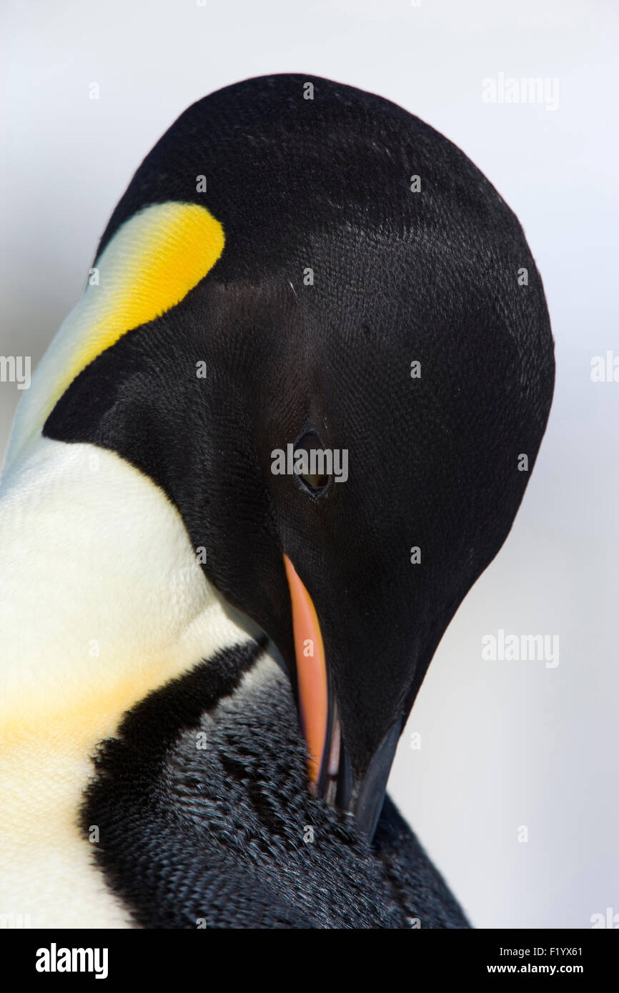 Pinguino imperatore (Aptenodytes forsteri) Adulti ritratto preening Snow Hill Island Antartide Foto Stock