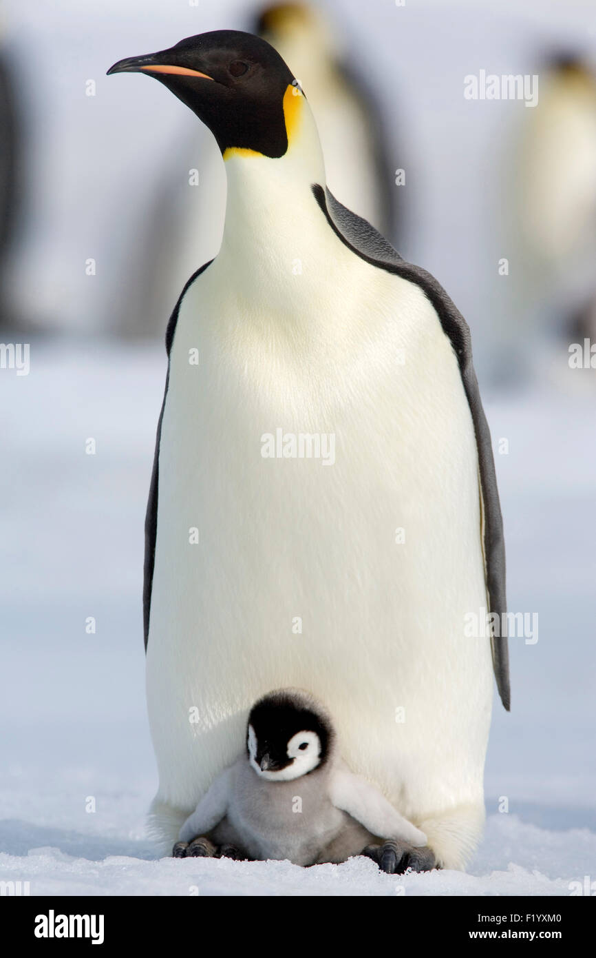 Pinguino imperatore (Aptenodytes forsteri) Chick piedi del genitore bird Snow Hill Island Antartide Foto Stock