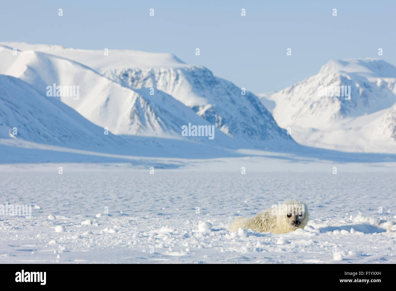 Guarnizione inanellato (Pusa hispida Phoca hispida) Pup giacente ghiaccio Svalbard Foto Stock