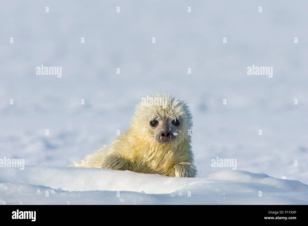 Guarnizione inanellato (Pusa hispida Phoca hispida) Pup ghiaccio accanto al foro per la respirazione di sua madre Svalbard Foto Stock