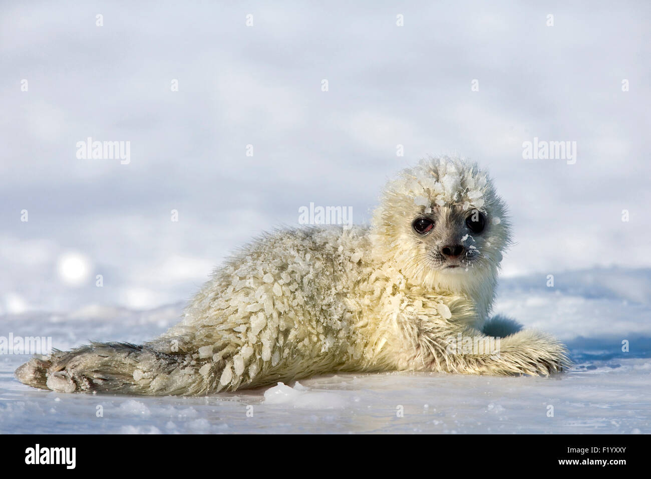 Guarnizione inanellato (Pusa hispida Phoca hispida) Pup giacente ghiaccio Svalbard Foto Stock