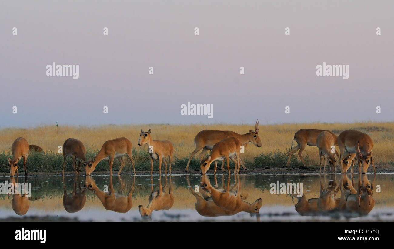 Wild Saiga antilopi a irrigazione nelle steppe di mattina Foto Stock