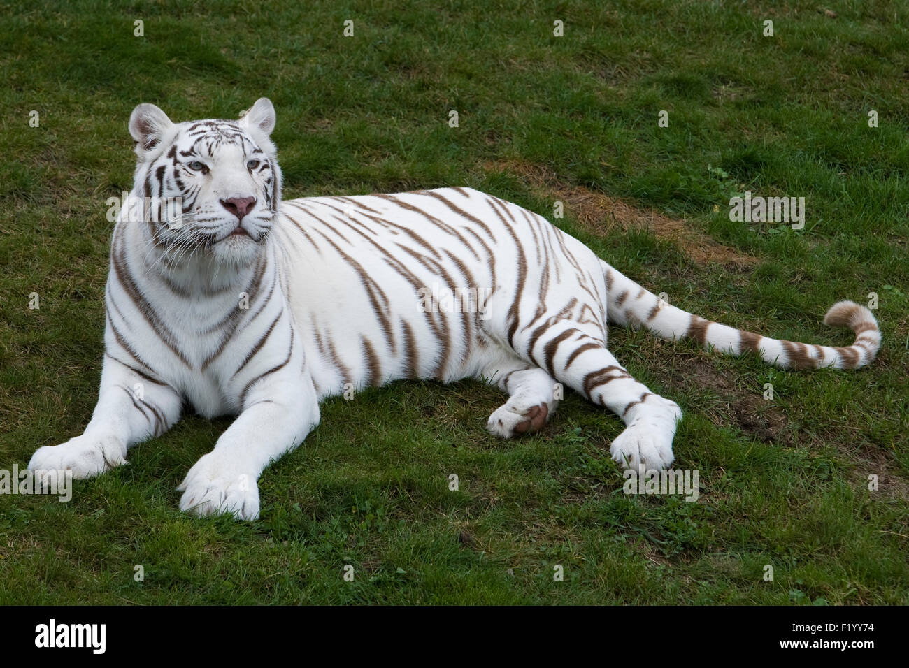 Tigre bianca del Bengala (Panthera tigris) adulto giacente erba Stukenbrock Safari Park Germania Foto Stock