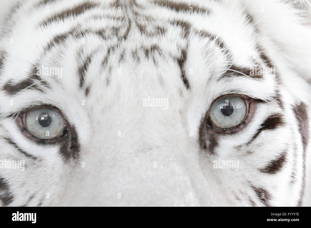 Tigre bianca del Bengala (Panthera tigris) Close-up di occhi Stukenbrock Safari Park Germania Foto Stock