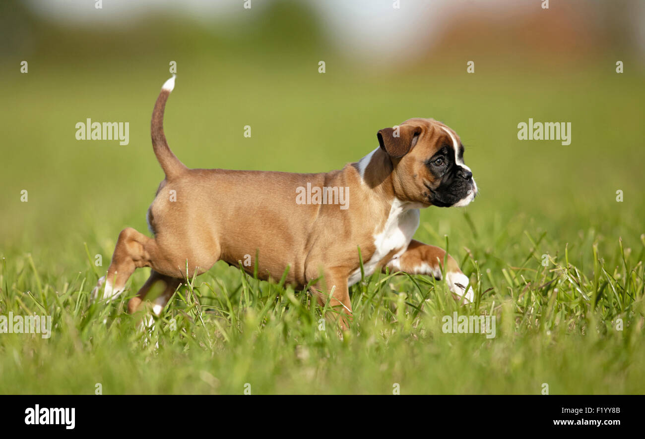Boxer cucciolo prato a piedi la Germania Foto Stock