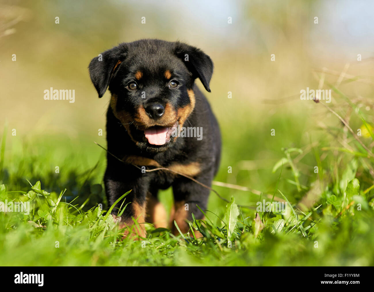 Rottweiler cucciolo prato permanente Germania Foto Stock