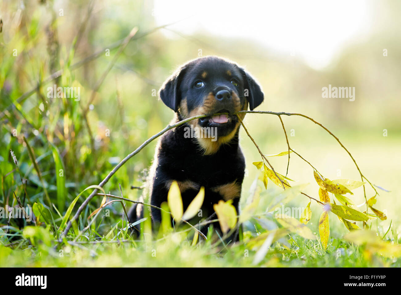 Rottweiler cucciolo tirando in ramoscello Germania Foto Stock
