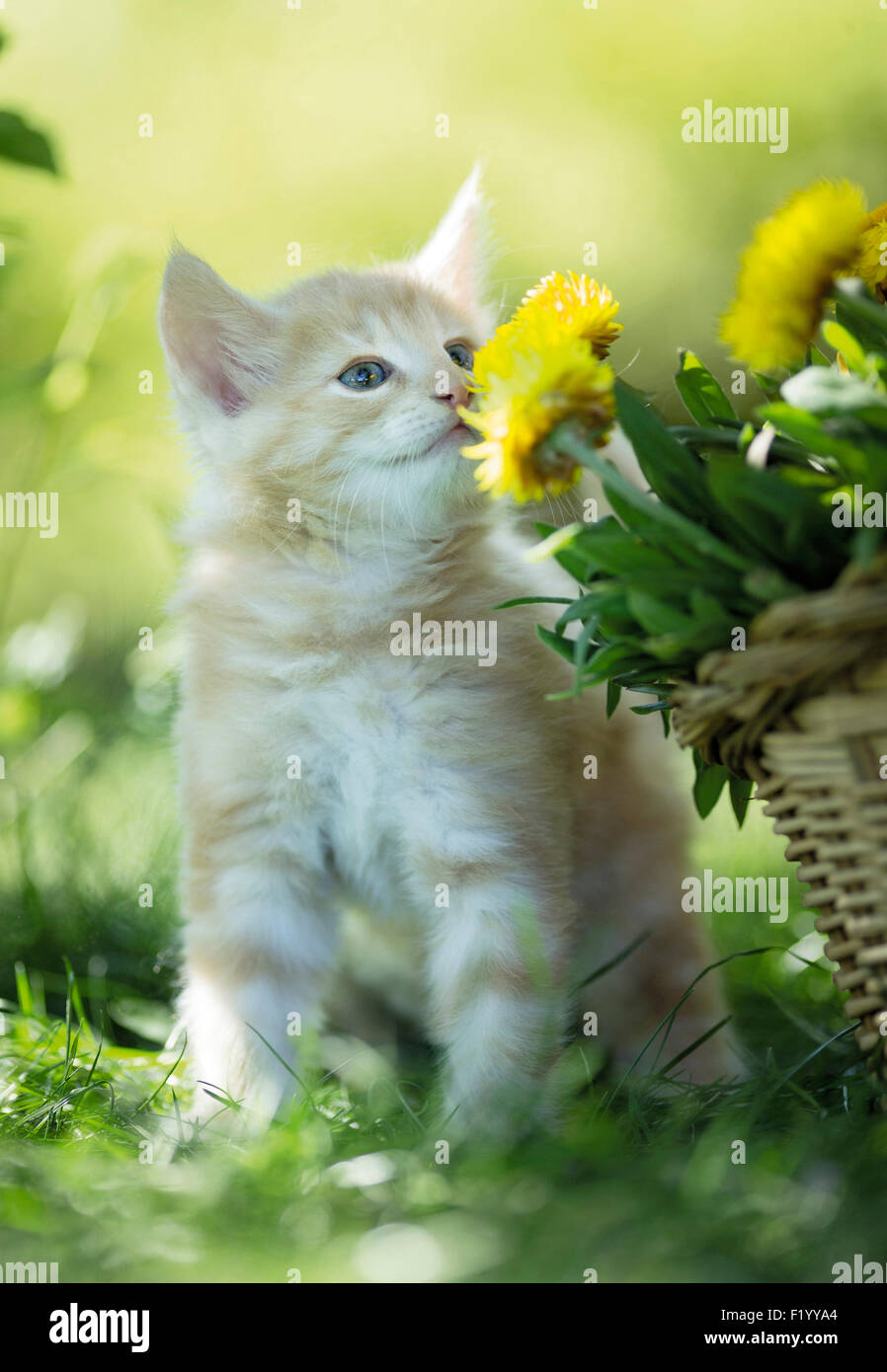 Norvegese delle Foreste Tabby kitten sniffing a paglia cestino Daisy Germania Foto Stock