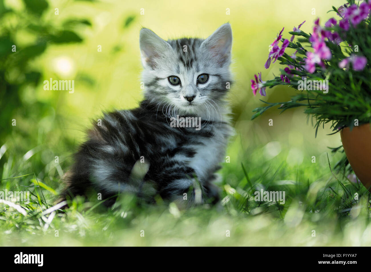 Norvegese delle Foreste Tabby gattino seduto accanto a fioritura di erba Rosa Germania Foto Stock
