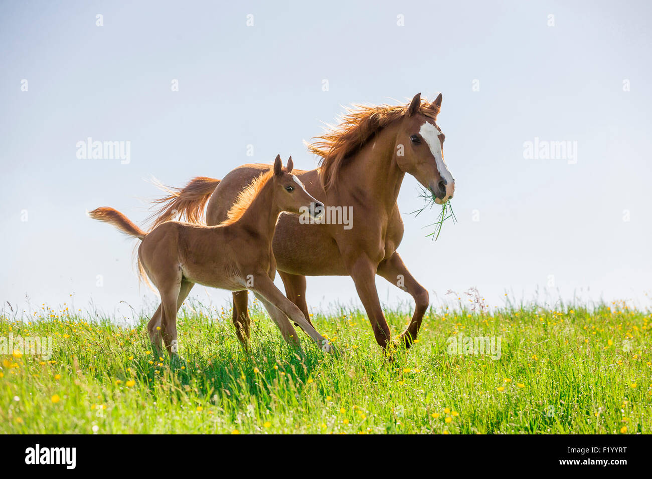 Arabian Horse Chestnut mare puledro pascolo galoppante Austria Foto Stock