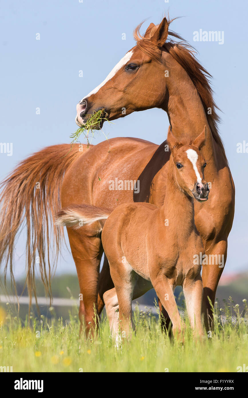 Arabian Horse Chestnut mare puledro pascolo permanente in Austria Foto Stock