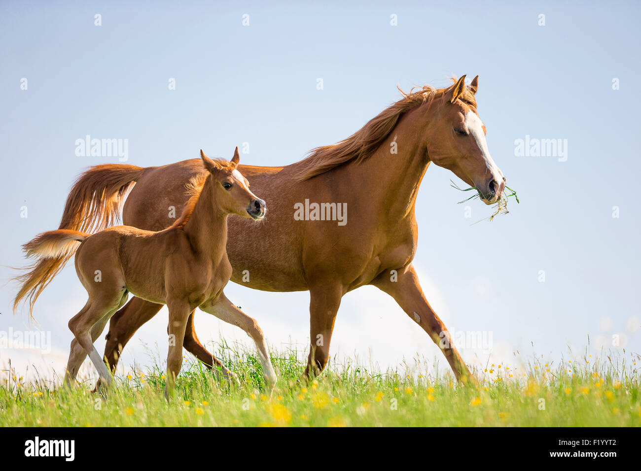 Arabian Horse Chestnut mare puledro pascolo di trotto in Austria Foto Stock